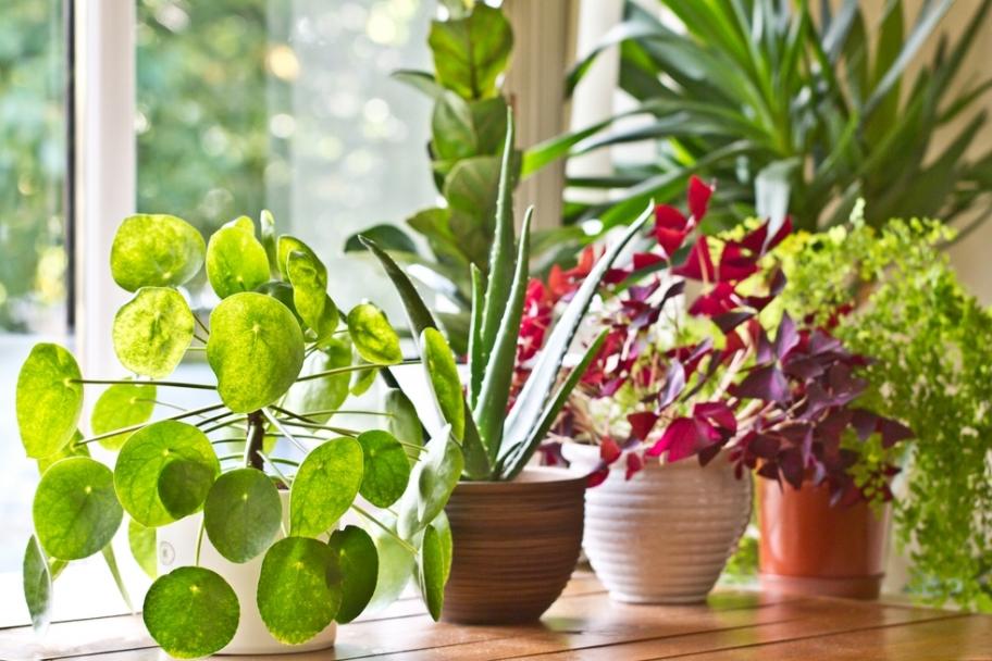 Ученые развеяли миф об очищающих воздух комнатных растениях