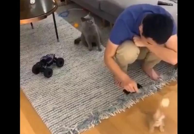 Реакция кота на хозяина, играющего с другим котом, покорила Интернет