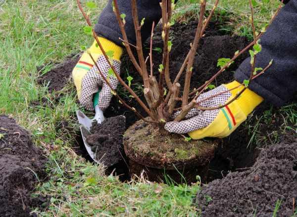В Гедабекском районе будет высажено свыше 10 тыс. деревьев