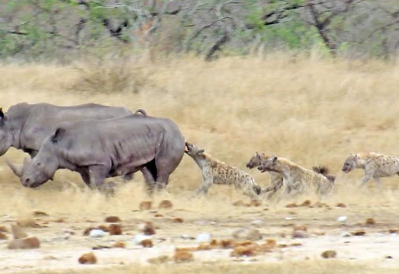 Кровожадные гиены напали на носорога и лишили его хвоста