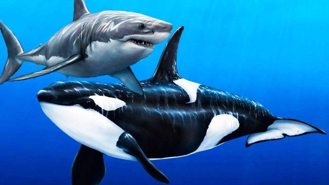 Белая акула против. Касатка Дельфин акула. Касатка это кит или акула. Акулы и касатки киты. Касатка и белая акула.