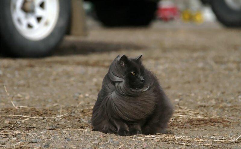 Сигмонт - самый красивый кот с пушистой шерстью на свете