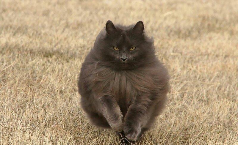Сигмонт - самый красивый кот с пушистой шерстью на свете