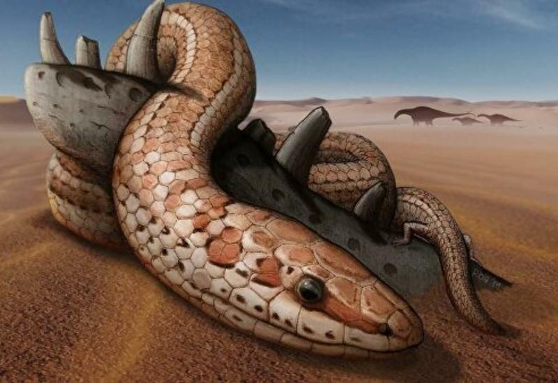 Ученые узнали, когда змеи потеряли ноги