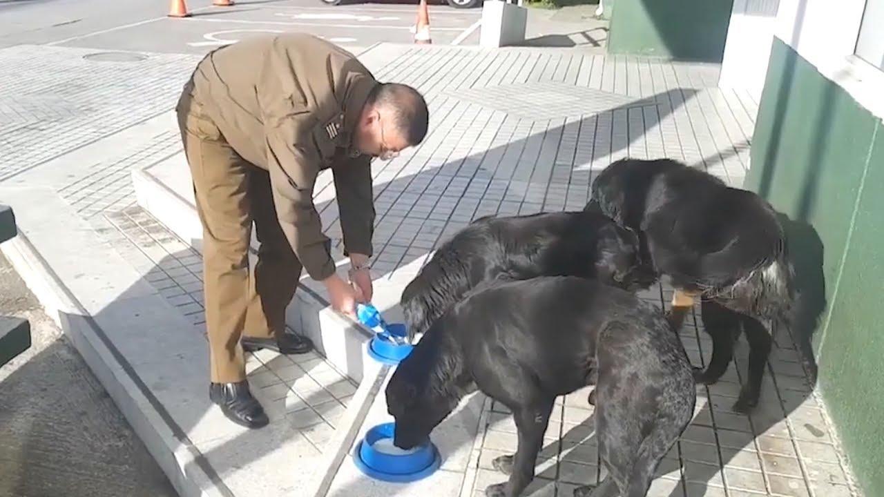 Этот полицейский не мог и представить, что то, что он делал для собак, прославит его на весь мир