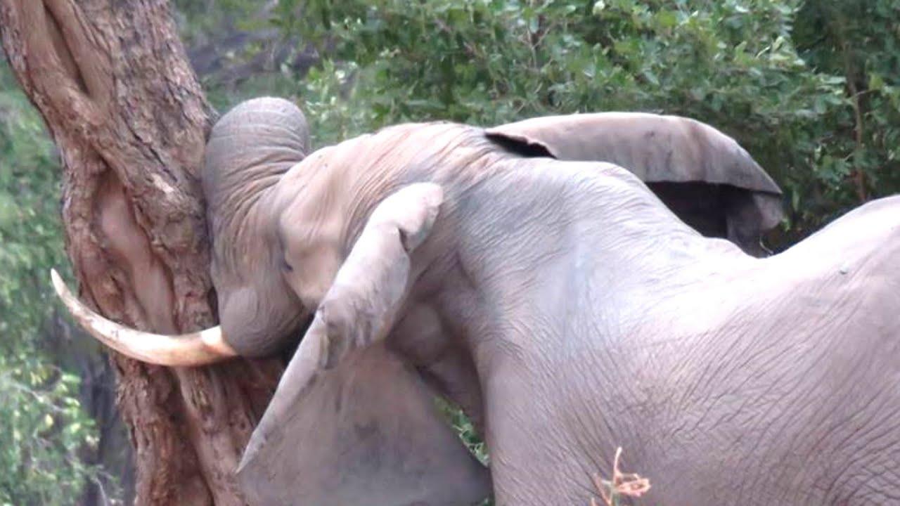 Из-за сильной боли слон бился головой о дерево, сложно поверить в то, что нашли у него в голове