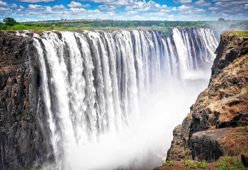 Бегония водопад виктория фото