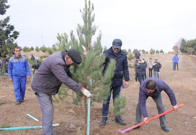 В Гяндже посажено свыше 10 тыс. деревьев