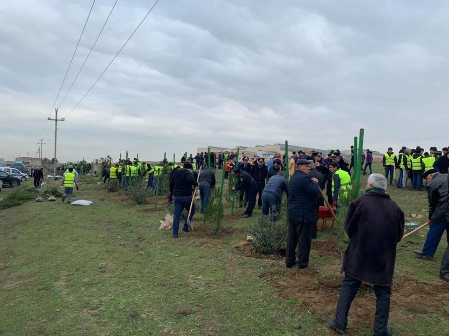 Жители Абшеронского района приняли активное участие в кампании по посадке деревьев