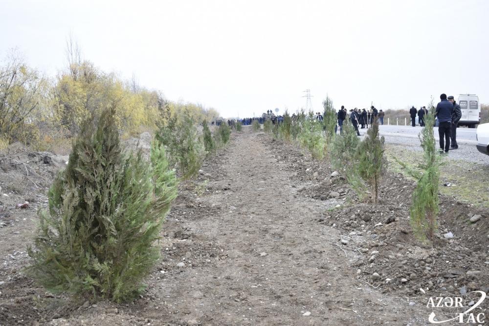 Жители Агджабеди также присоединились к акции по посадке 650 тысяч деревьев