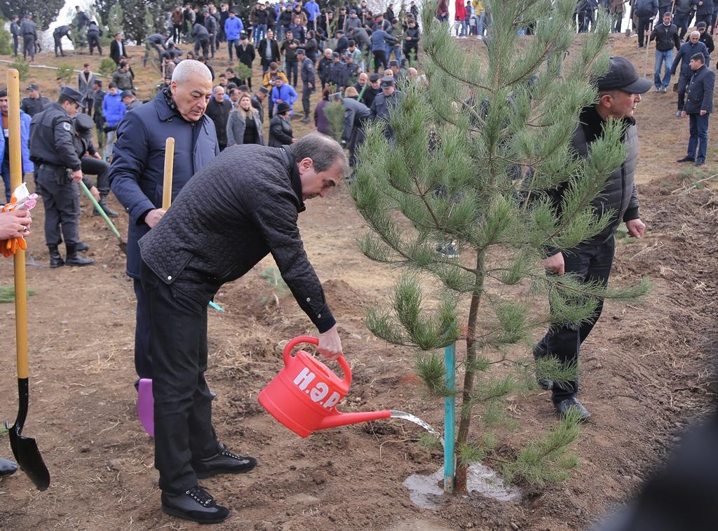 В Гяндже посажено свыше 10 тыс. деревьев