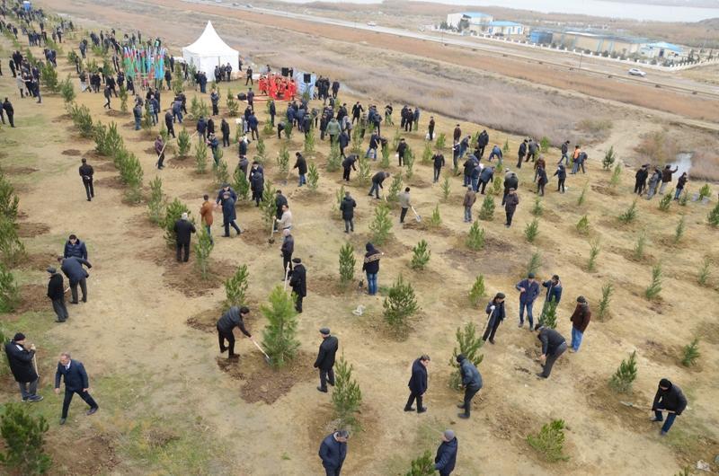 Эльдар Азизов присоединился к широкомасштабной акции по посадке деревьев в Баку