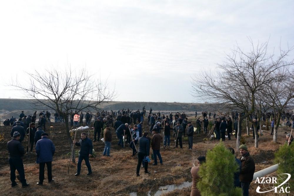 В Тертерском районе прошла акция по высадке деревьев