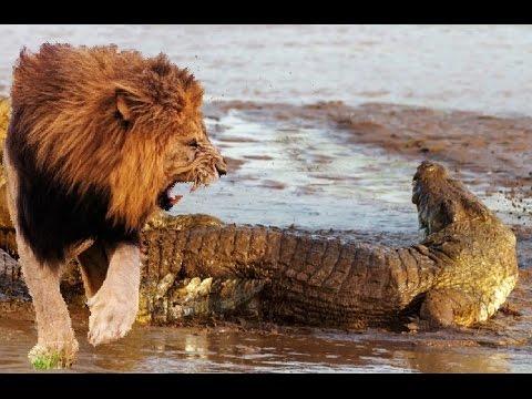 Лев спасает своего брата от атаки крокодила