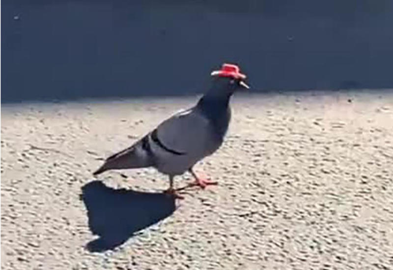 В Лас-Вегасе появились голуби в ковбойских шляпах