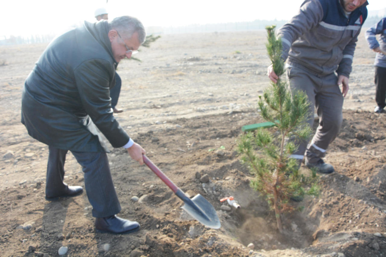 ООО "Азералюминий" провело акцию по посадке деревьев в связи с днем почтения памяти великого лидера Гейдара Алиева