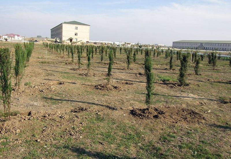 Армия Азербайджана проведет акцию по озеленению