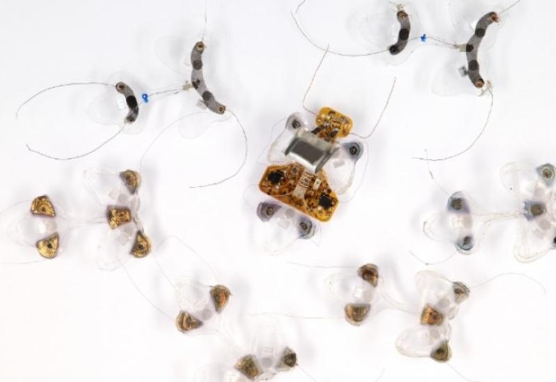 В Швейцарии изобрели похожего на насекомое робота