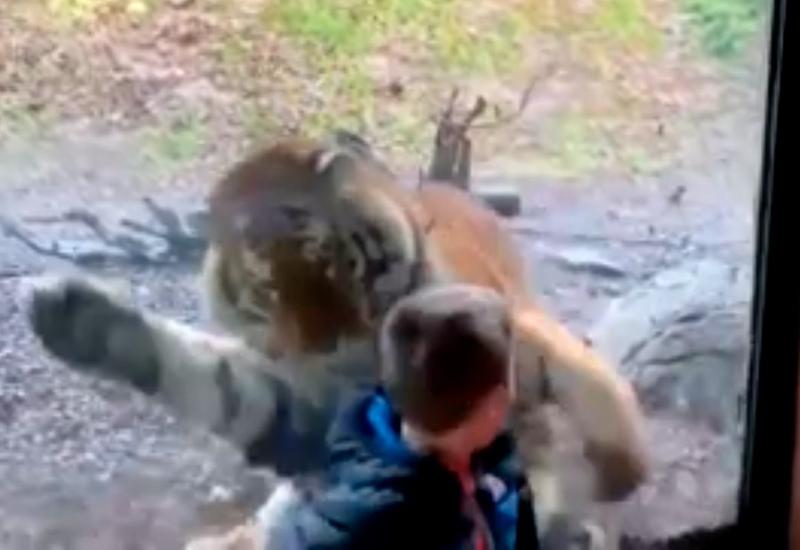 Отец снял, как тигр пытался наброситься на его сына, который позировал для фото