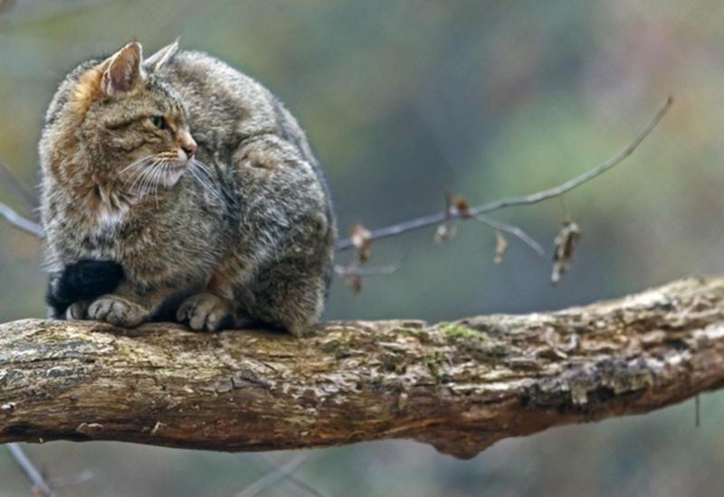 Лесной кот стал в Швейцарии животным 2020 года