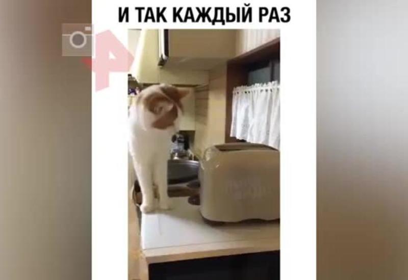 Видео реакции кошки на тостер рассмешило Сеть