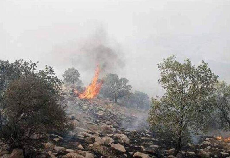 Минэкологии Азербайджана внесло ясность в вопрос вероятных пожаров в лесах