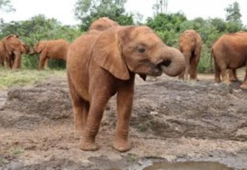 Слонёнок, который потерял маму: Его поведение удивит каждого