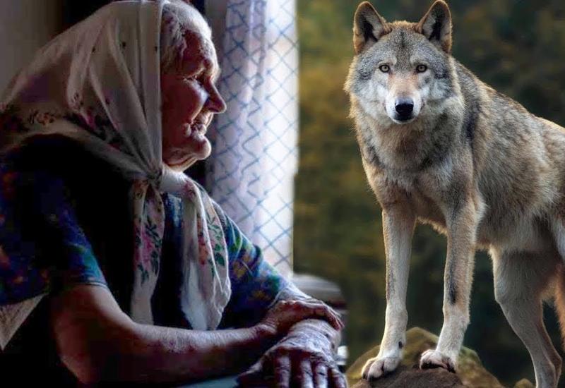 Этот волк спас пожилую женщину от грабителей