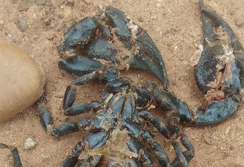 В США нашли останки древнейшего скорпиона Земли