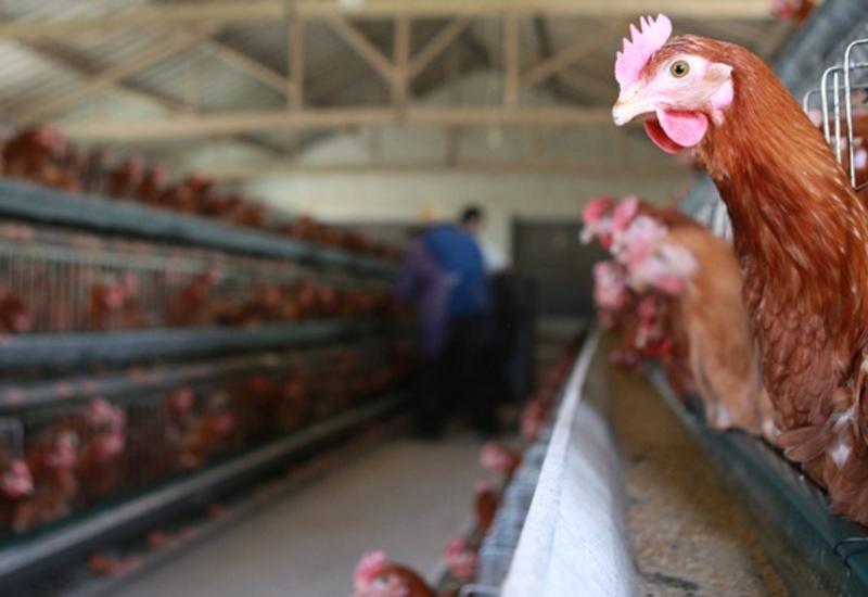 Евросоюз запретил ввоз мяса птицы c Украины