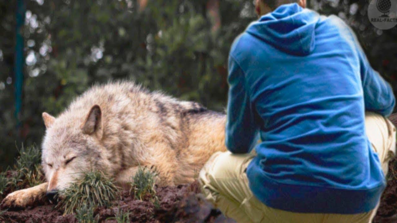 Мужчина спас волчонка, а через годы волк пришёл к нему на помощь