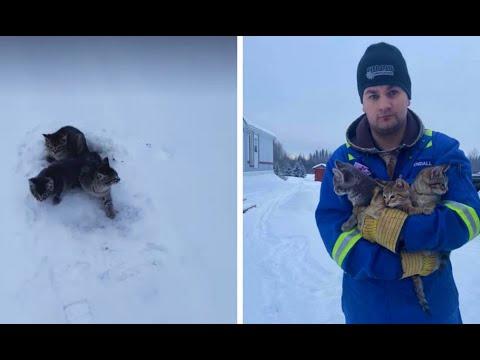 Мужчина спас трёх примерзших ко льду котят: он и подумать не мог, что ему поможет в этом