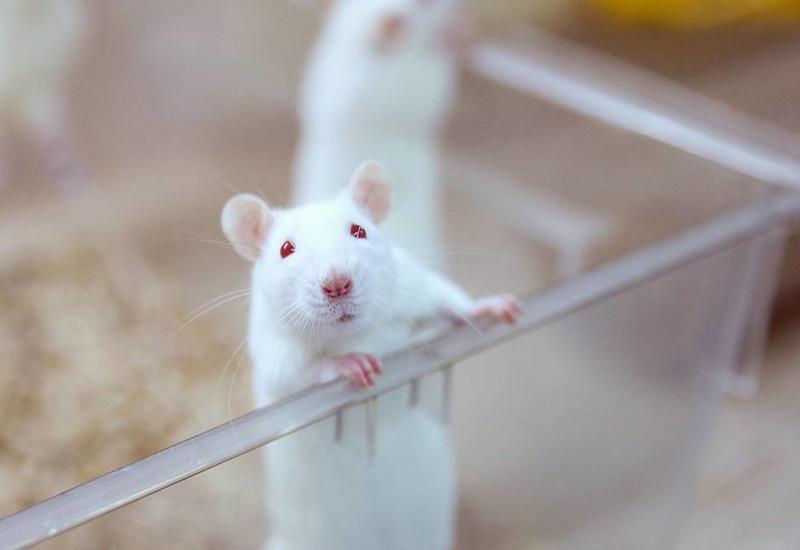 Крысы в 3 раза лучше определяют рак на ранних стадиях, чем самое передовое оборудование
