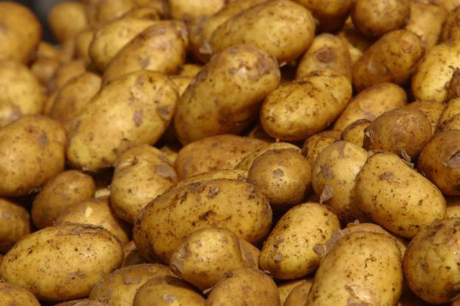Азербайджан увеличит производство раннего картофеля