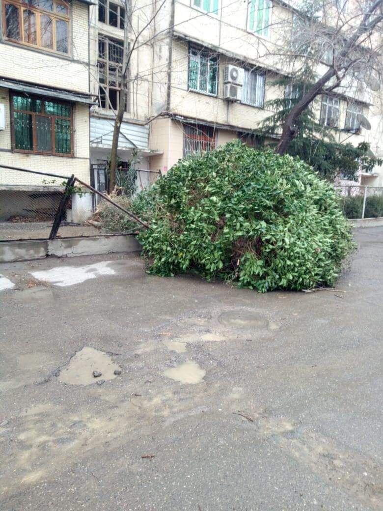 Сильный ветер в Баку повалил деревья
