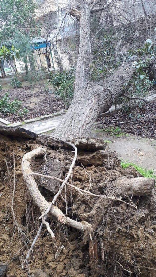 Сильный ветер в Баку повалил деревья