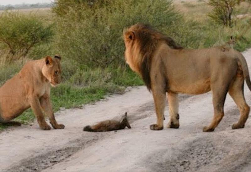 Два льва нашли обессиленного лежащего лиса, но в то, что произошло дальше, невозможно поверить