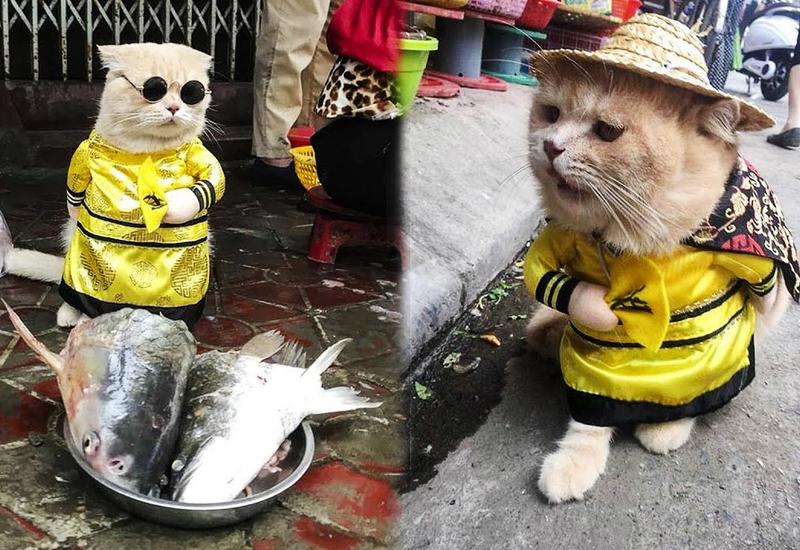 Забавный кот продает рыбу на вьетнамском рынке