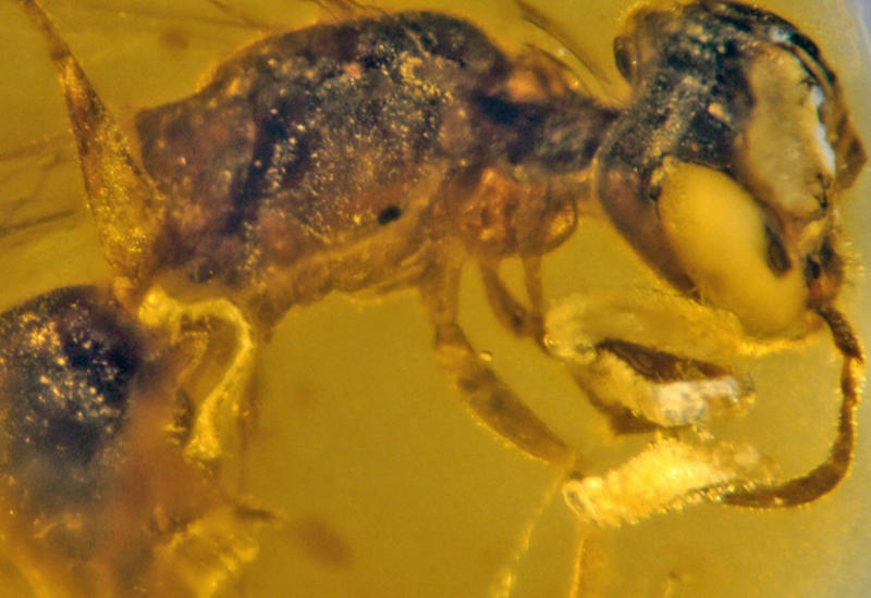 100 миллионов лет: обнаружена древнейшая пчела с прилипшей пыльцой и паразитами