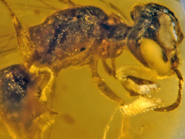 100 миллионов лет: обнаружена древнейшая пчела с прилипшей пыльцой и паразитами