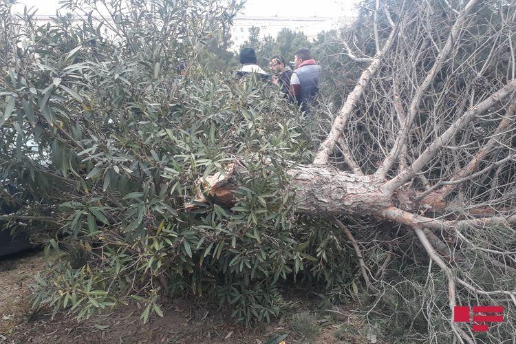 В Сумгайыте автомобиль врезался в дерево