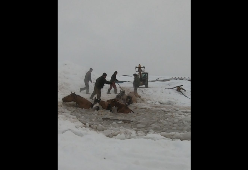 В Башкирии стадо лошадей провалилось под лед