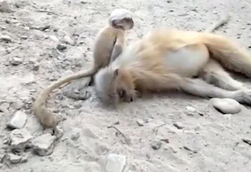 Тщетные попытки детеныша обезьяны разбудить погибшую мать попали на камеры
