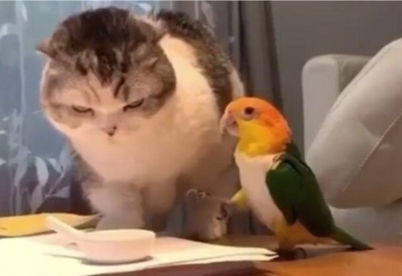 Битва попугая с котом за миску с едой