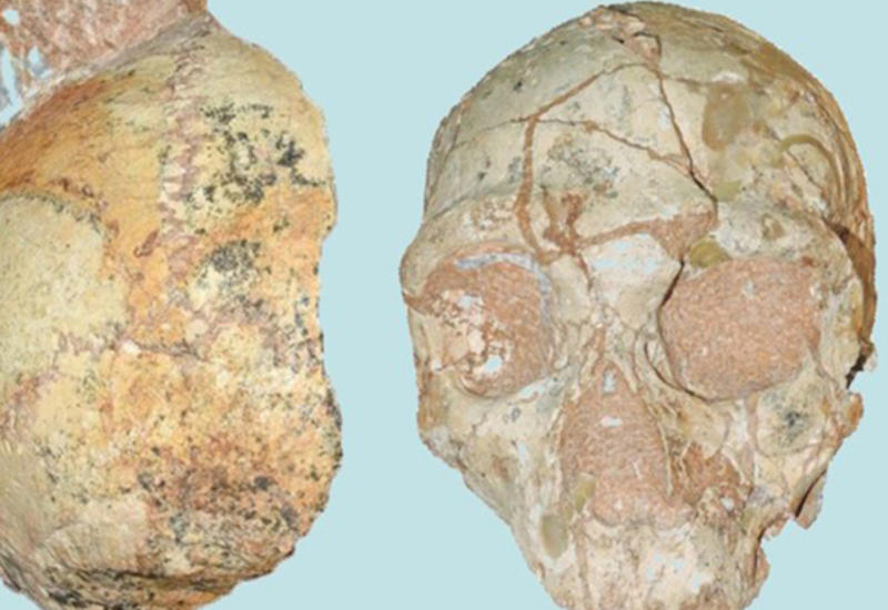 Возраст найденного в Греции черепа древнего человека оценили в 200 тыс. лет