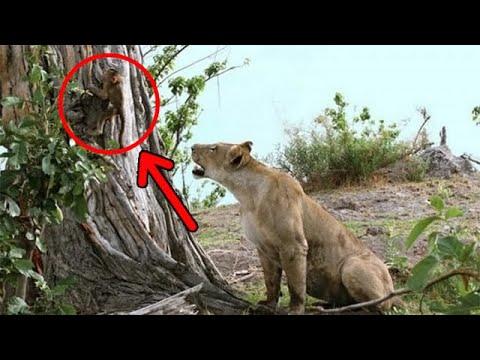 Малыш бабуина остался без мамы среди львов. Вы не поверите, что произошло потом