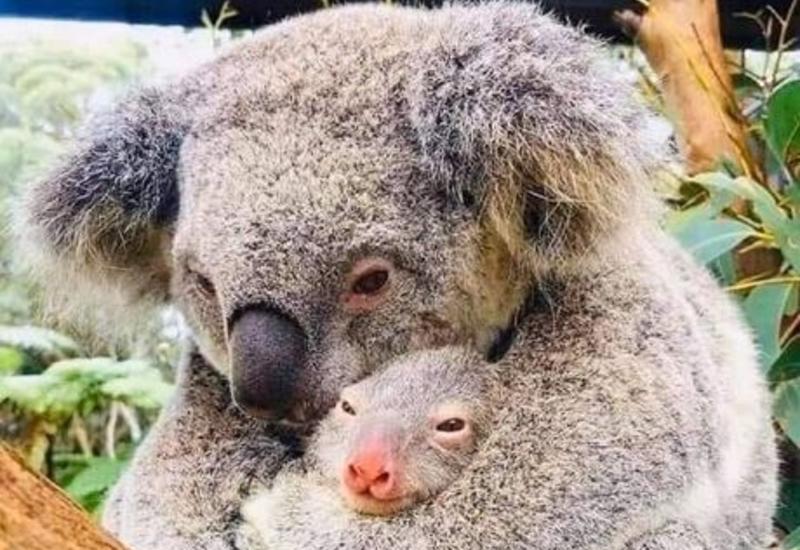 Спасенные от пожаров коалы в Австралии возвращаются в дикую природу