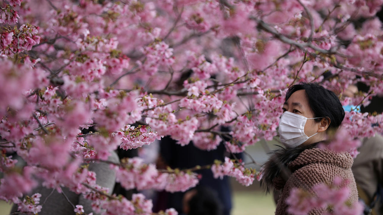 Коронавирус не помеха: как в мире встречают сезон цветения сакуры