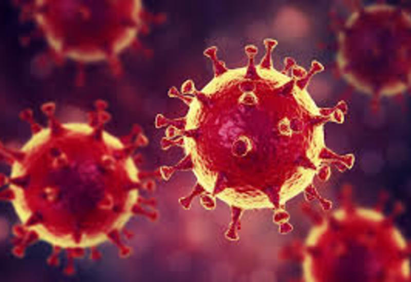 Биолог рассказала, как добиться спада эпидемии коронавируса