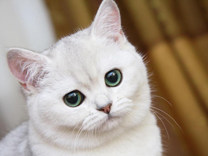 Китайские ученые: коронавирус может передаваться кошкам